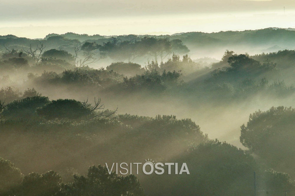 VisitOstia - pineta di Castelfusano